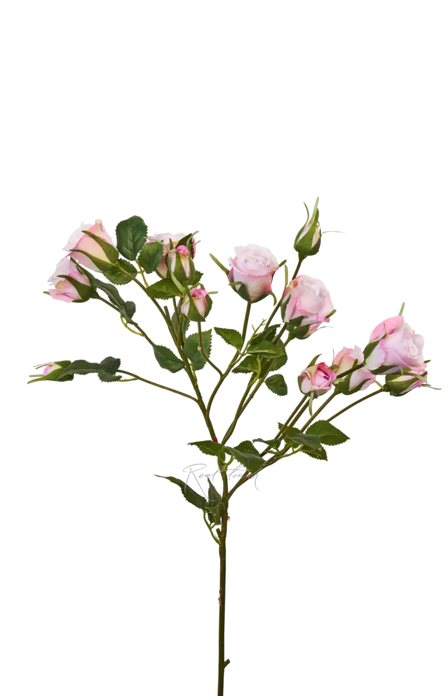 Роза кустовая Милка Сенсейшн - Светло-сиреневый