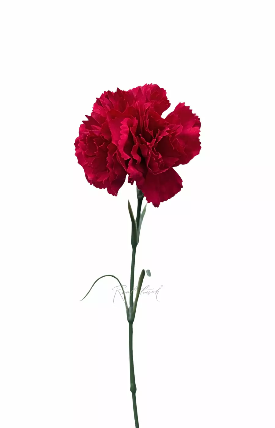 Гвоздика (Диантус) - Красный