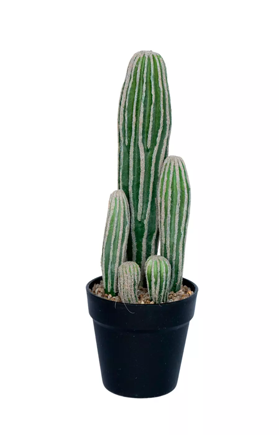 Кактус Сан Педро малый (черное кашпо) 42см - Зеленый Кактус Сан Педро малый (черное кашпо) 42см - Зеленый