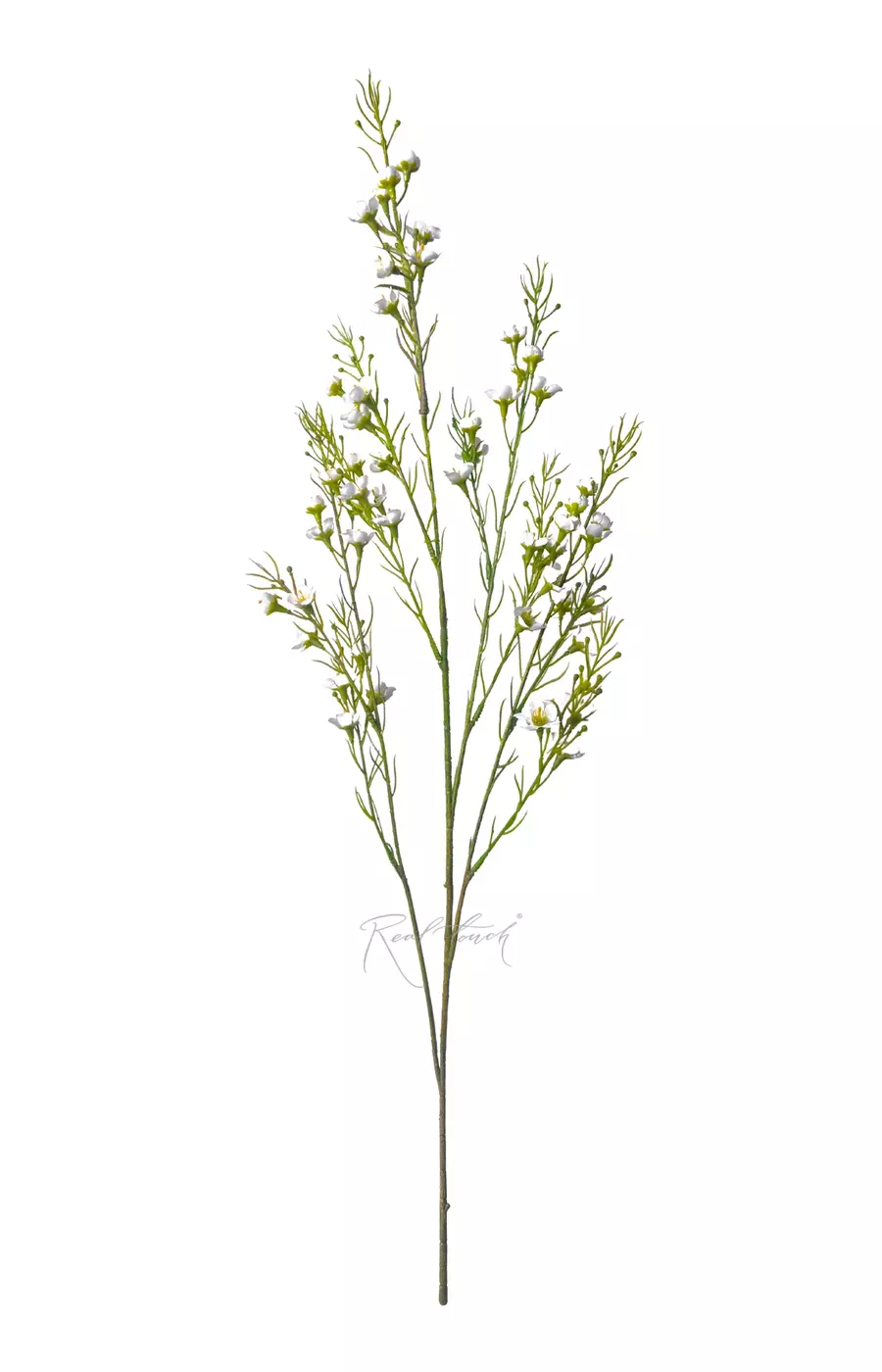 Хамелациум тонкий - Белый