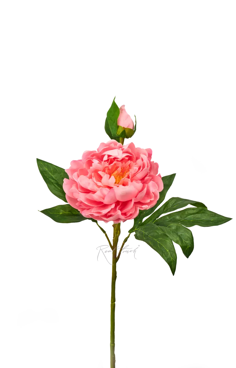 Пион древовидный (1 соцветие) - Светло-розовый Пион древовидный (1 соцветие) - Светло-розовый