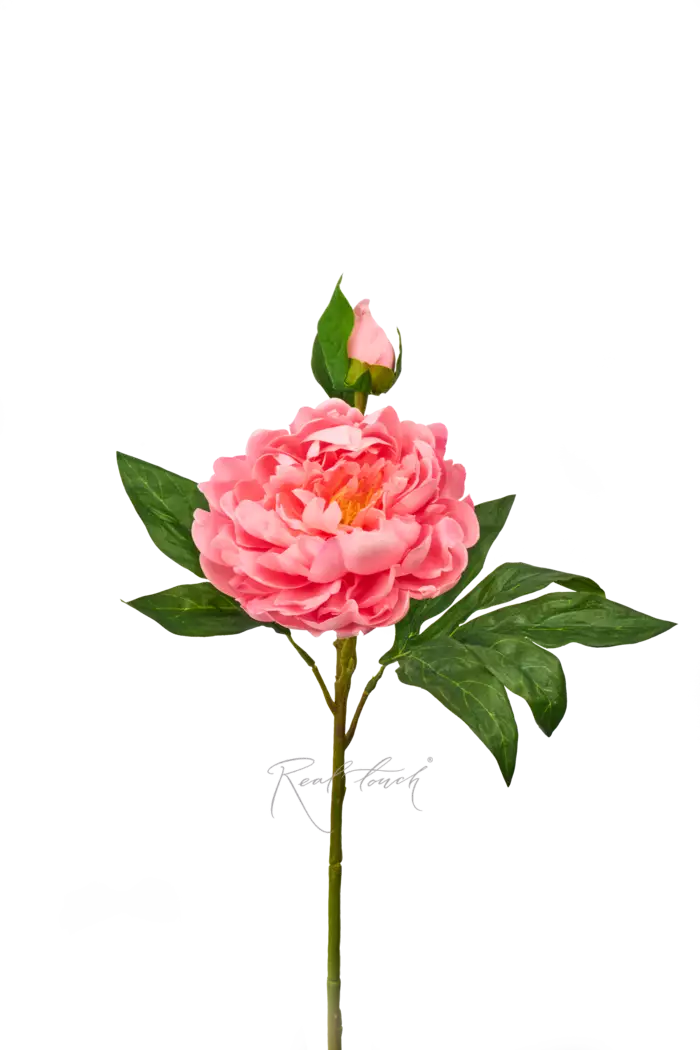 Пион древовидный (1 соцветие) - Светло-розовый