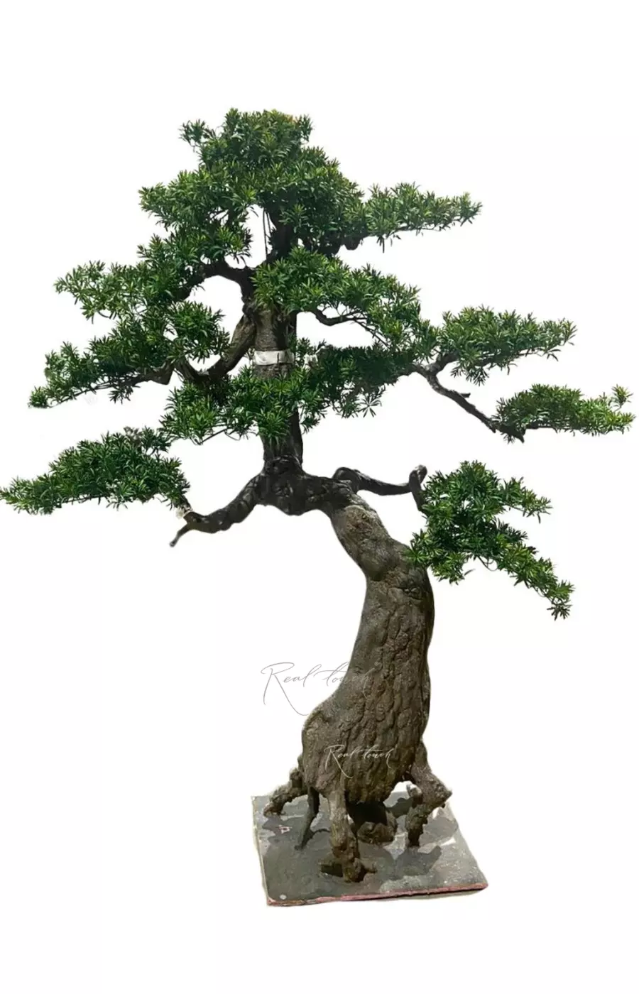 Ниваки (бонсай) листовой в. 205 см/ ш. 180 см - Зеленый