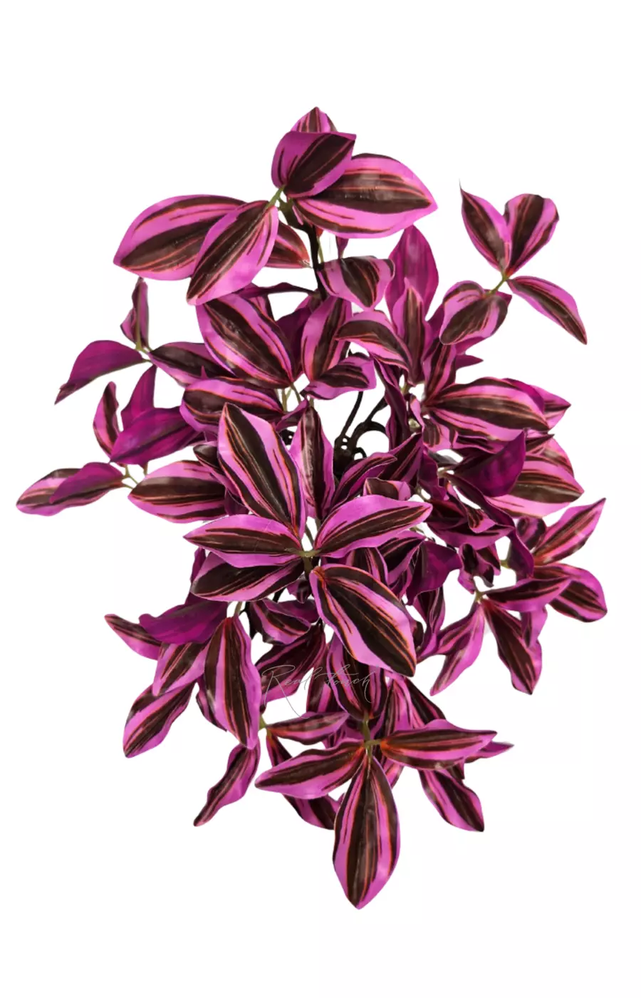 Куст Зебрины мелколистный - Розовый