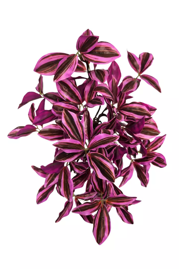 Куст Зебрины мелколистный - Розовый Куст Зебрины мелколистный - Розовый