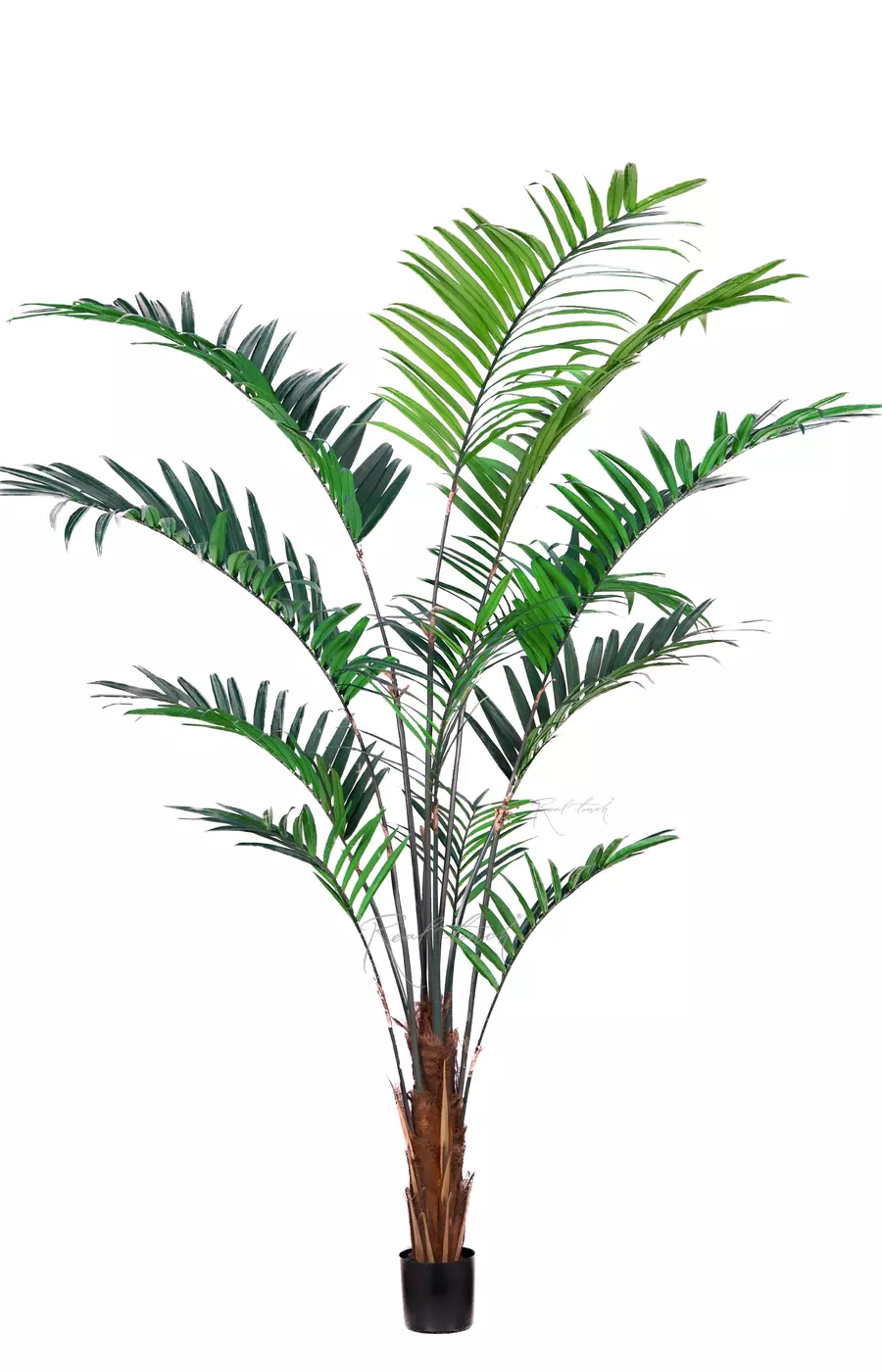 Пальма Ховея 240см в кашпо - Зеленый