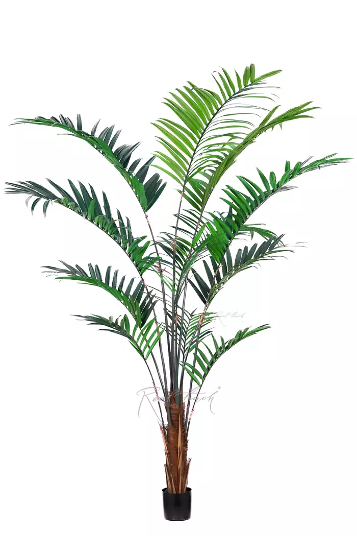 Пальма Ховея 240см в кашпо - Зеленый