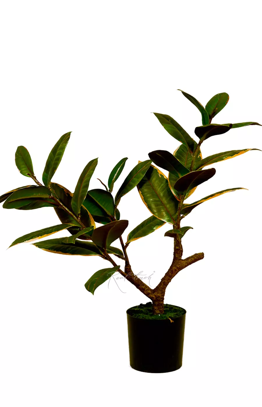 Фикус Эластика Мелани 51см - Бело-зеленый