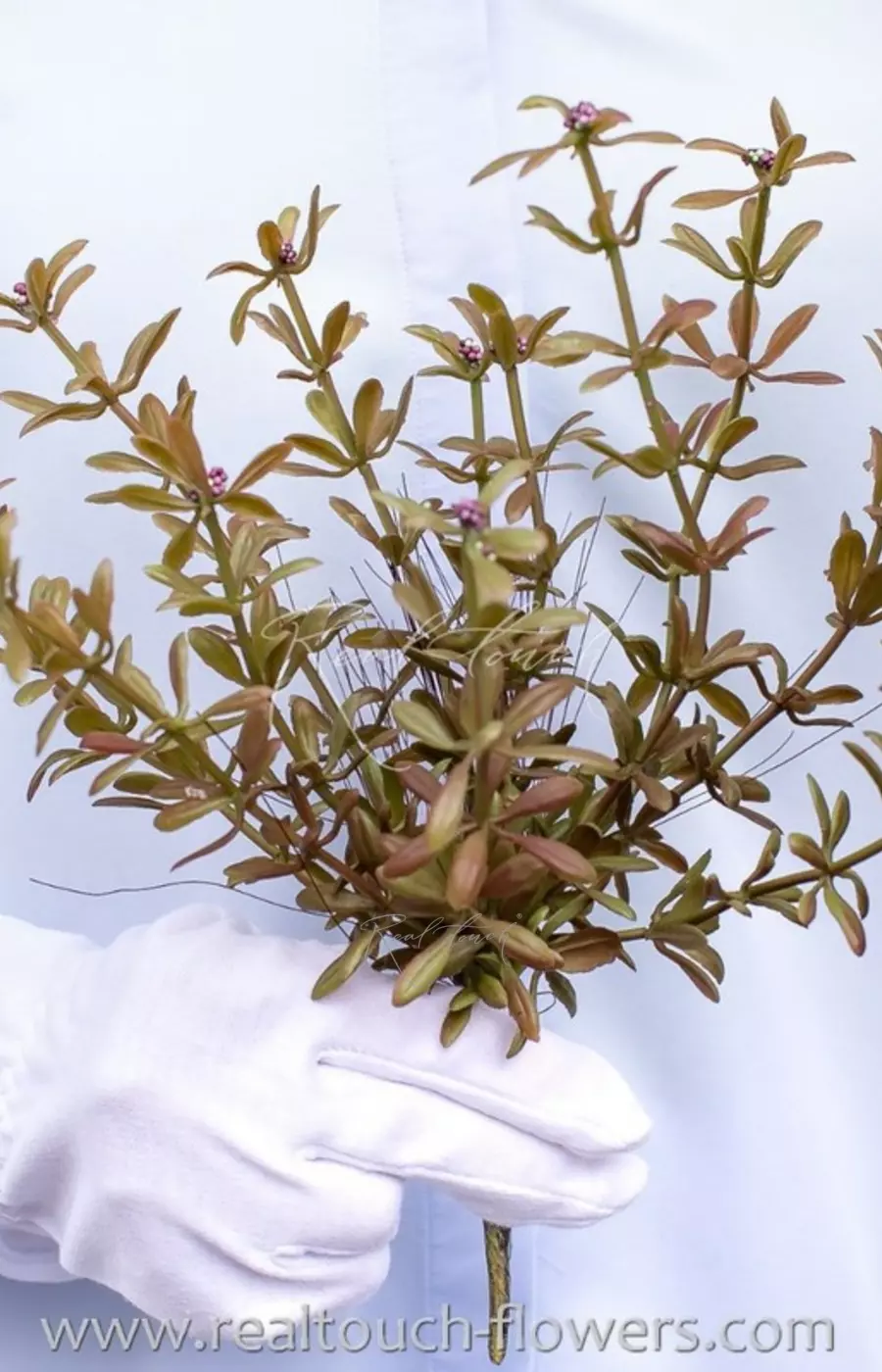 Портулак огородный вид 1 - Фиолетовый