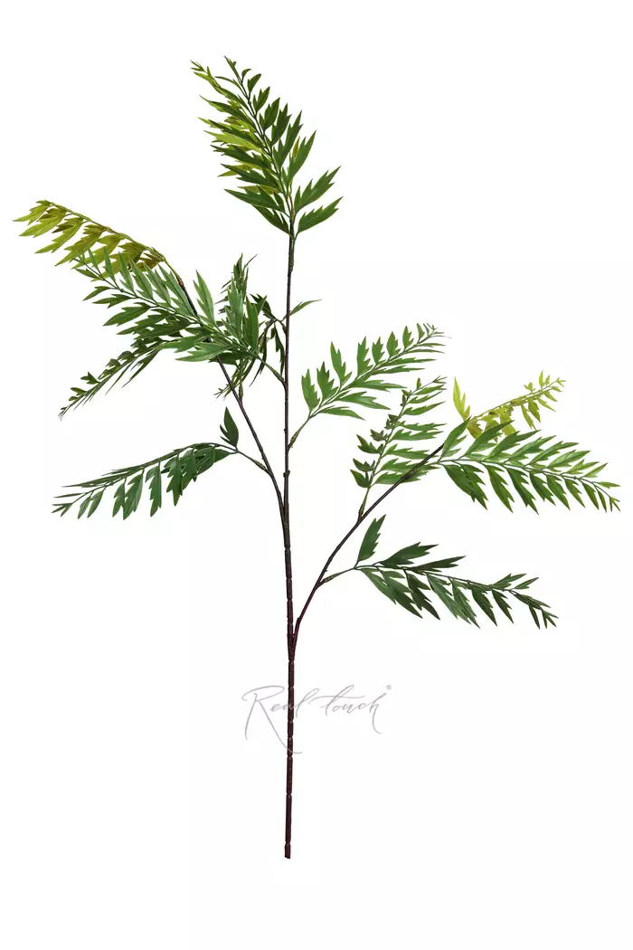 Гревиллея на высоком стебле - Зеленый