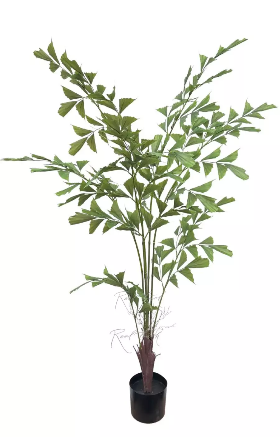 Пальма Кариота Premium 180см - Зеленый