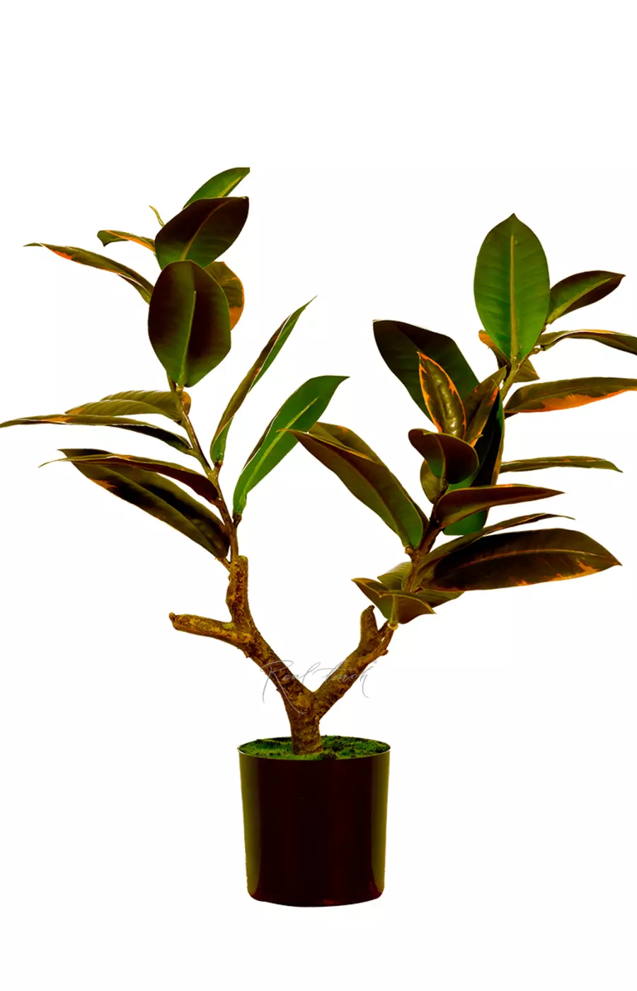 Фикус Эластика Мелани 51см - Розово-зеленый