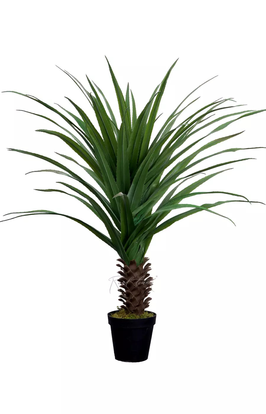 Пальма Панданус Вейча винтовая 140см в кашпо - Зеленый