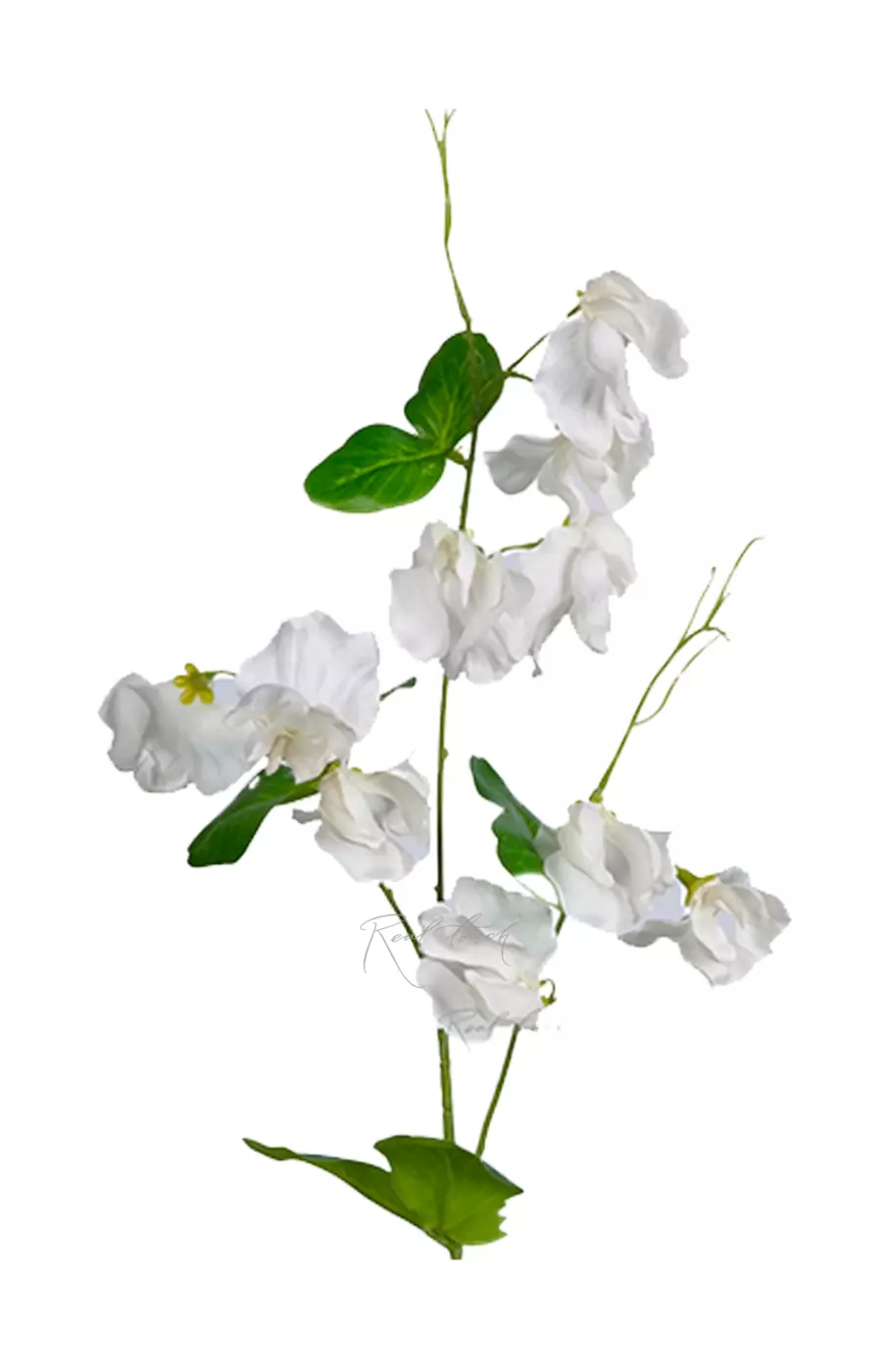 Латирус - Белый Латирус - Белый