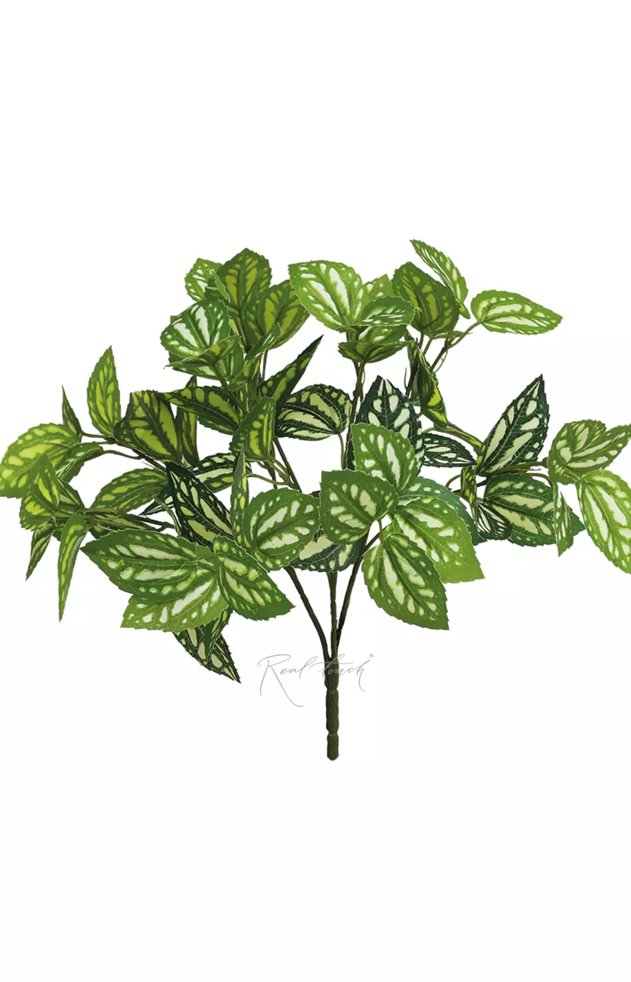 Пилея малая - Зеленый