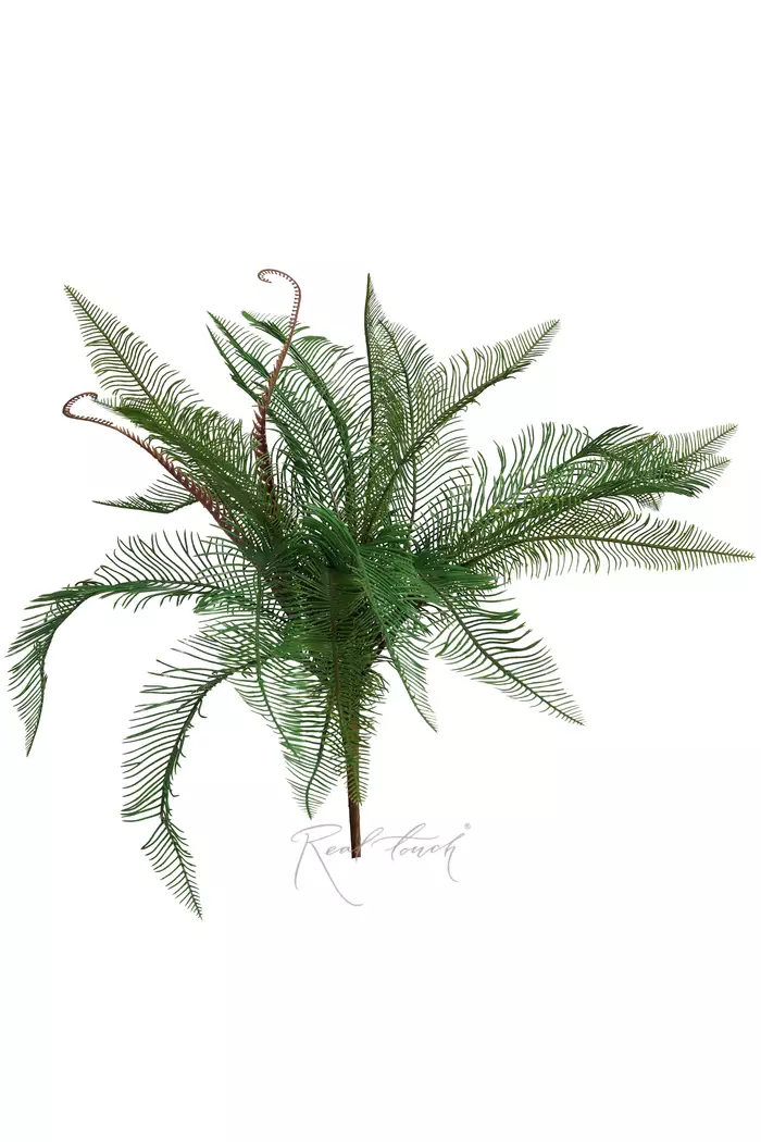 Блехнум колосистый - Зеленый Блехнум колосистый - Зеленый