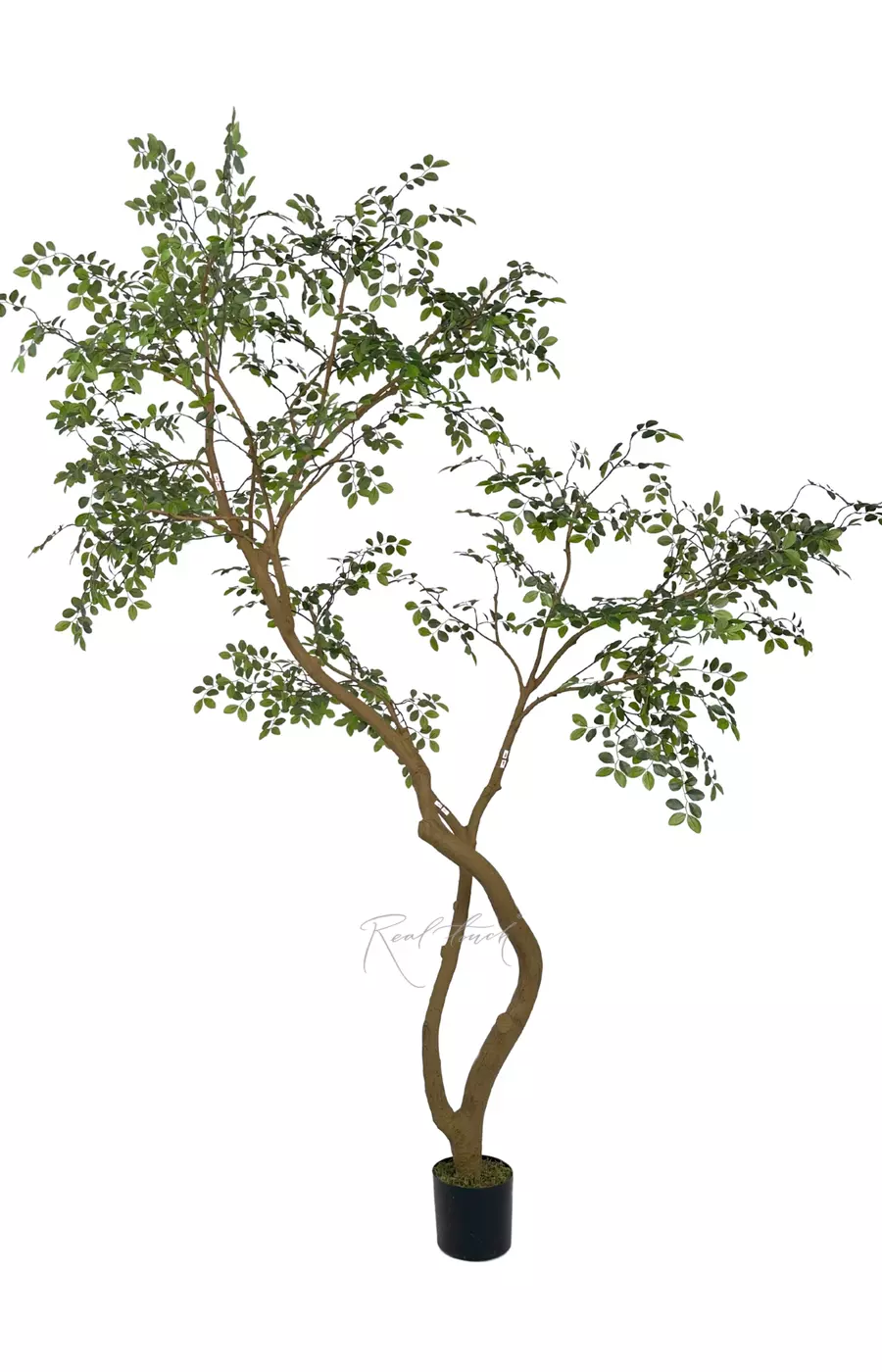 Дерево Миррайя 260 см в кашпо (2 ствола) - Зеленый