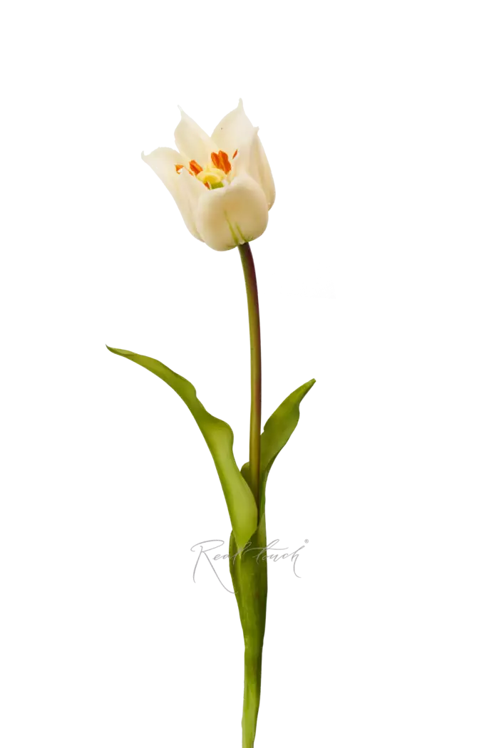 Тюльпан лилиецветный малый - Белый