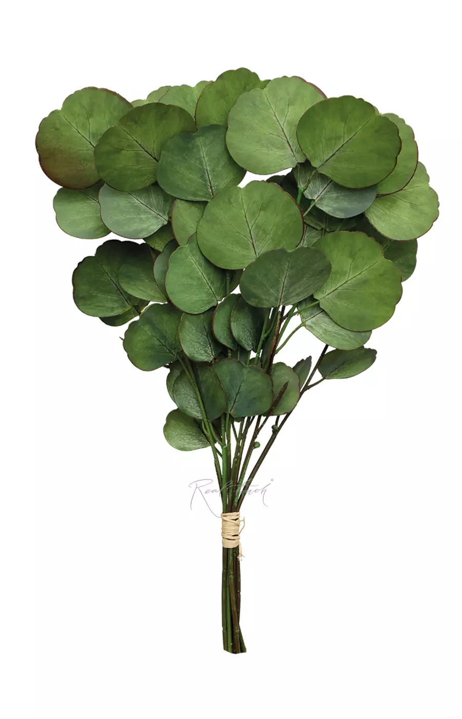 Пучок эвкалипта серебряный $ HQ (8 веточек) - Светло-зеленый Пучок эвкалипта серебряный $ HQ (8 веточек) - Светло-зеленый