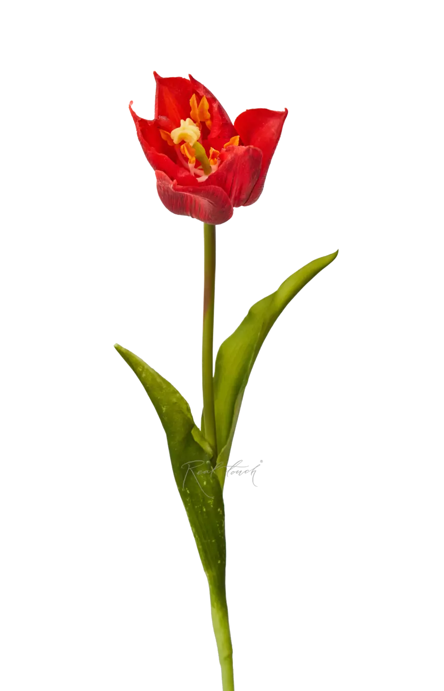 Тюльпан лилиецветный малый - Красный Тюльпан лилиецветный малый - Красный