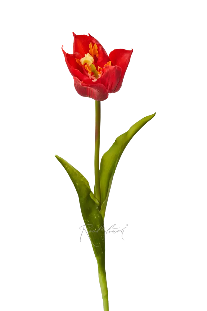 Тюльпан лилиецветный малый - Красный