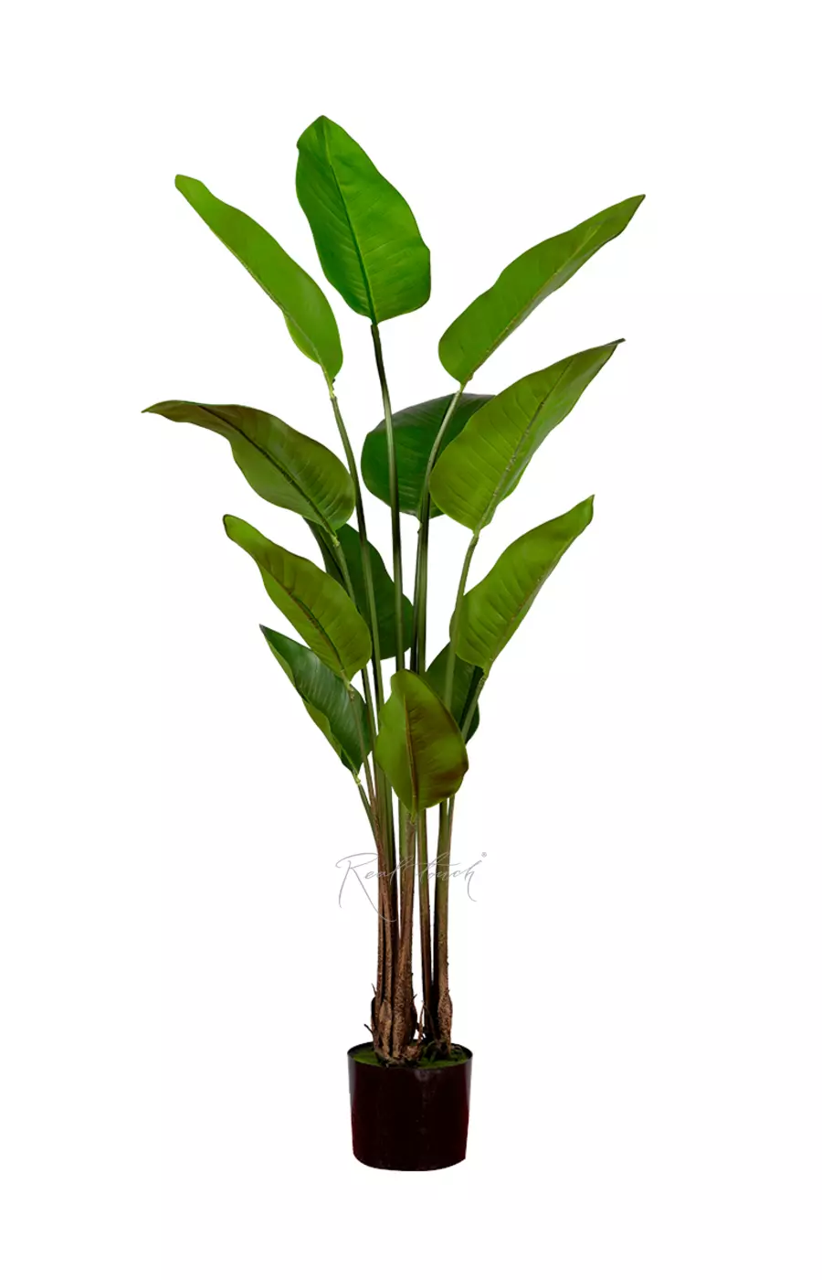 Куст стрелиции Николая 150 см - Зеленый