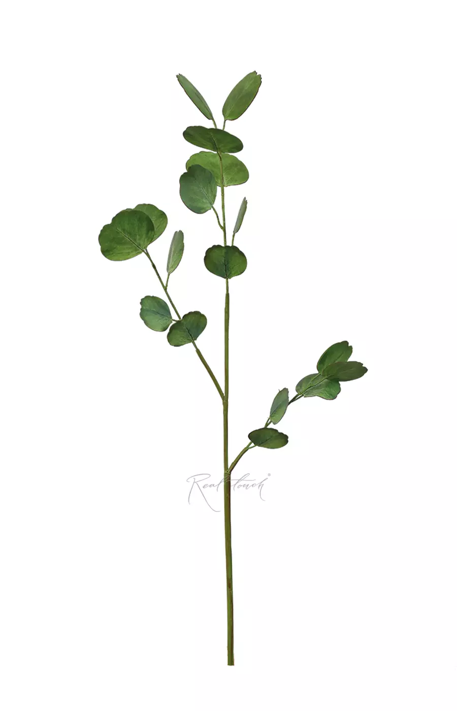 Эвкалипт серебряный $ HQ малый - Светло-зеленый Эвкалипт серебряный $ HQ малый - Светло-зеленый