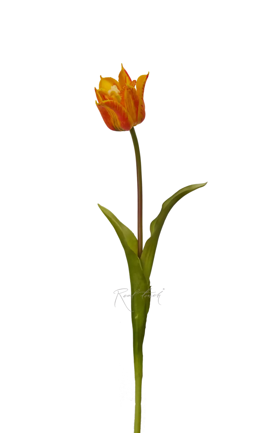 Тюльпан лилиецветный малый - Оранжевый