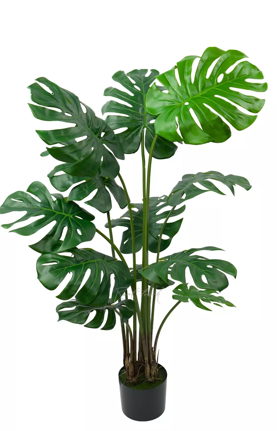 Куст Монстеры 135 см в кашпо - Зеленый