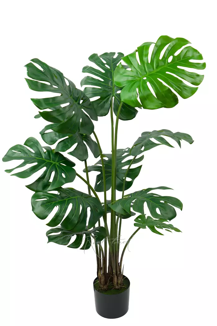 Куст Монстеры 135 см в кашпо - Зеленый