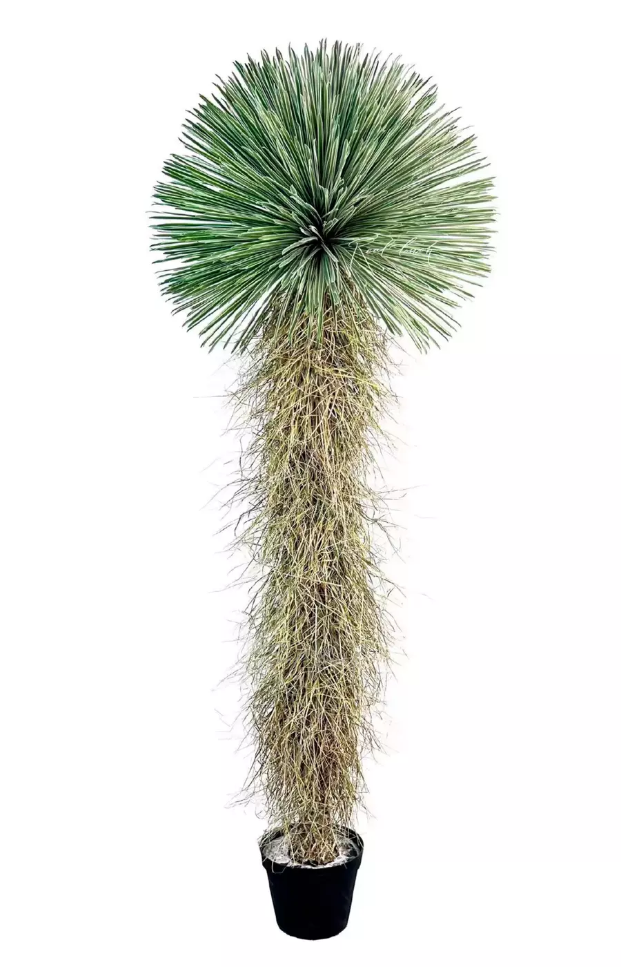 Юкка клювовидная 260см в кашпо - Зеленый
