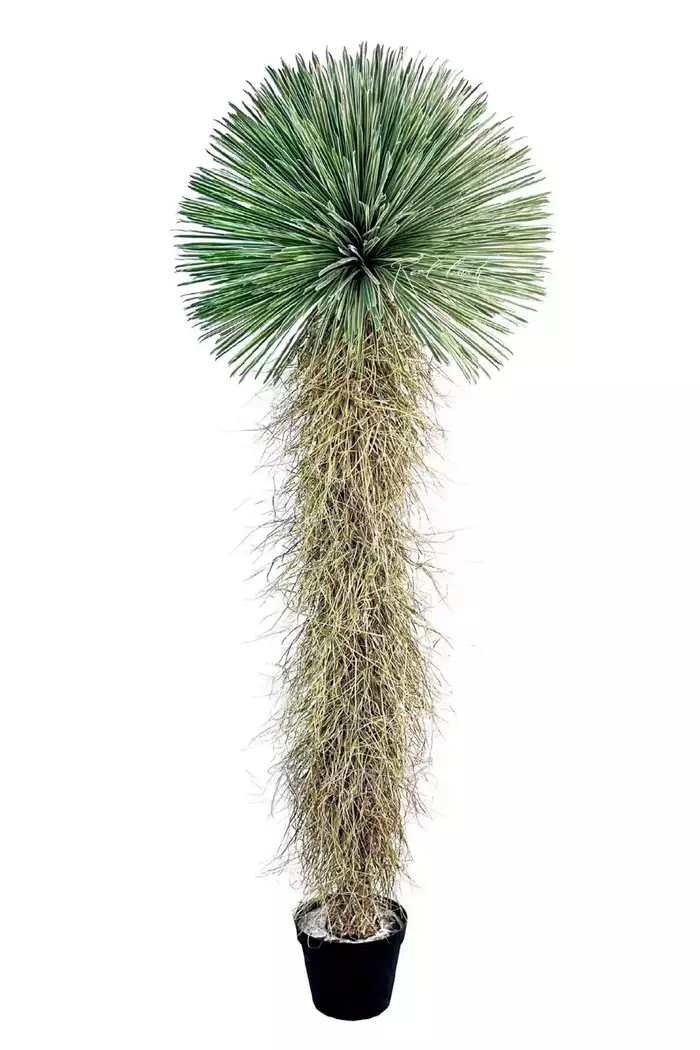 Юкка клювовидная 260см в кашпо - Зеленый