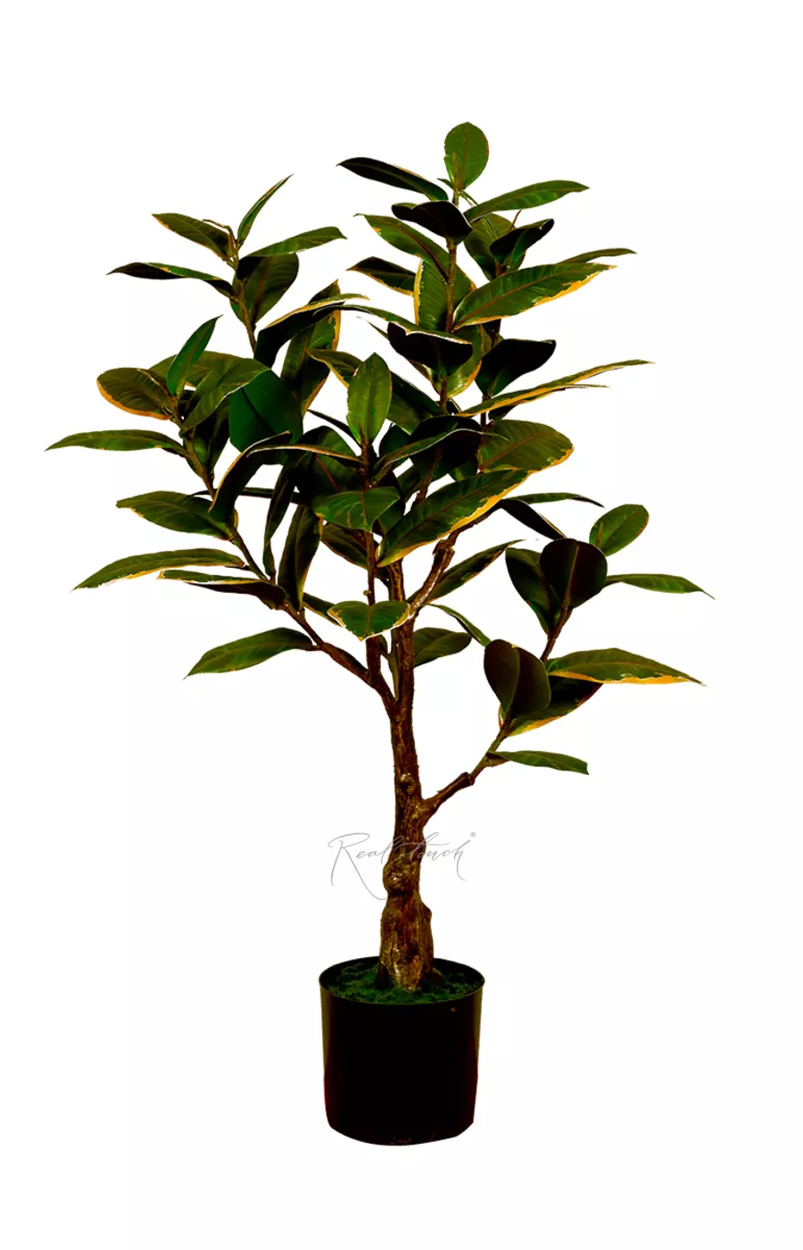 Фикус Эластика Мелани 75см - Бело-зеленый