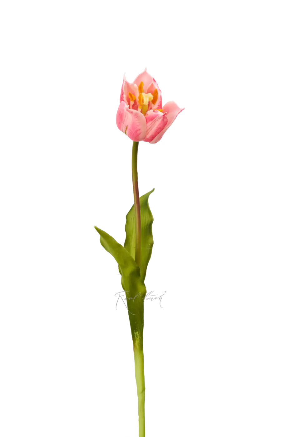 Тюльпан лилиецветный малый - Розовый