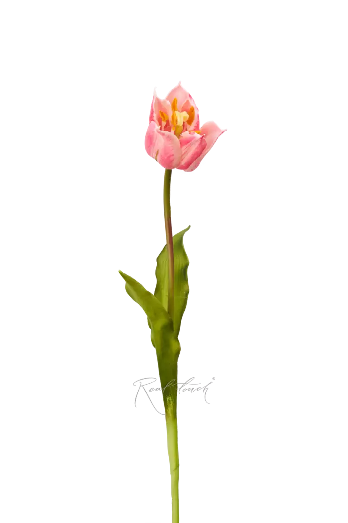 Тюльпан лилиецветный малый - Розовый