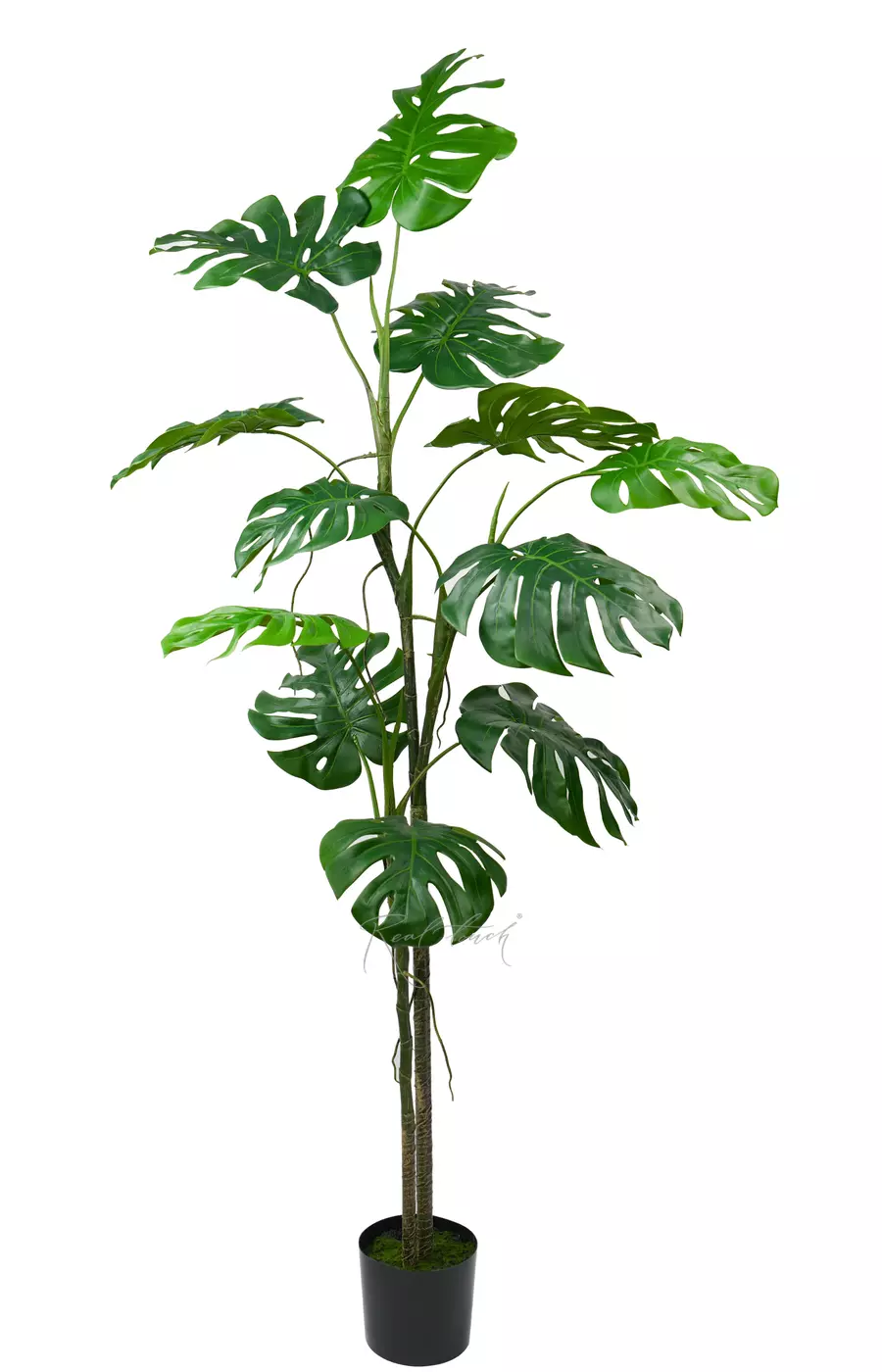 Монстера лиана 200 см в кашпо - Зеленый