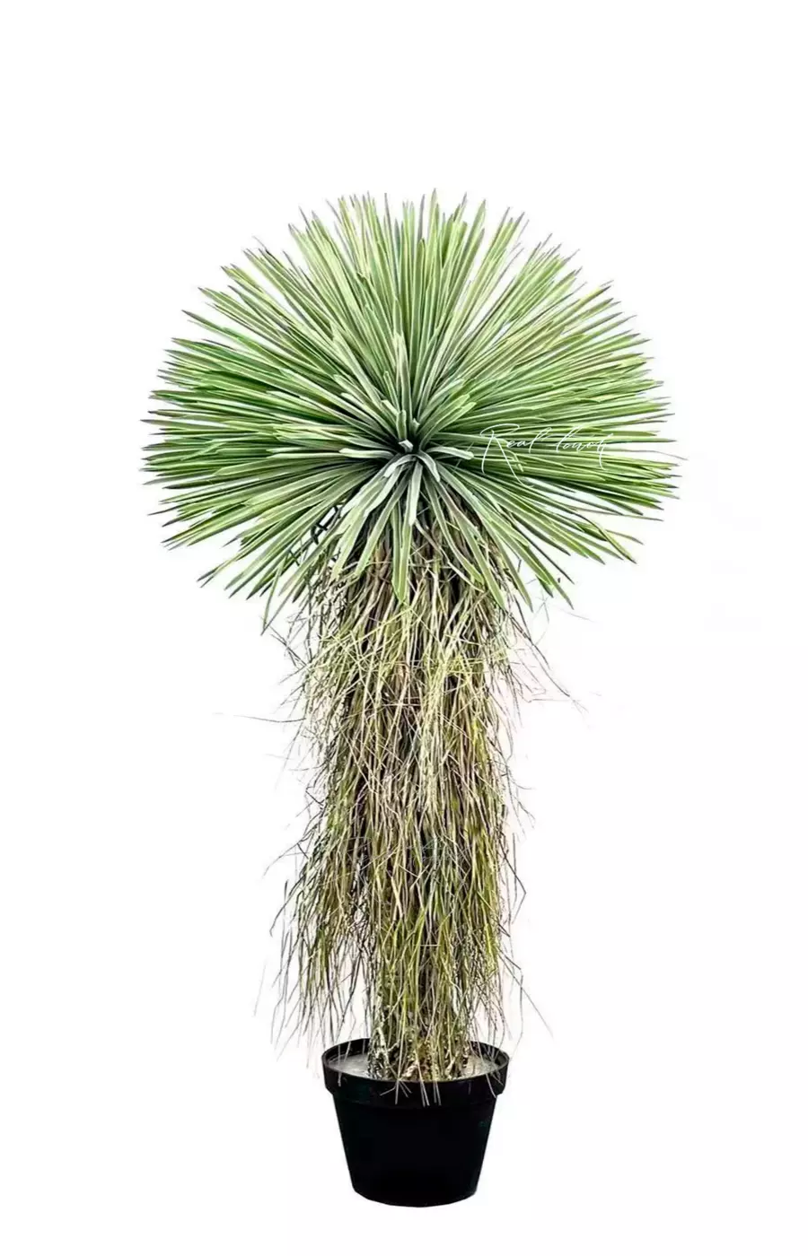 Юкка клювовидная 150см в кашпо - Зеленый