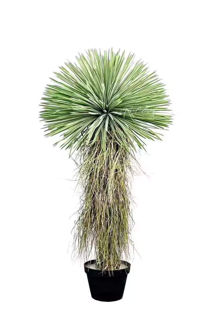 Юкка клювовидная 150см в кашпо - Зеленый