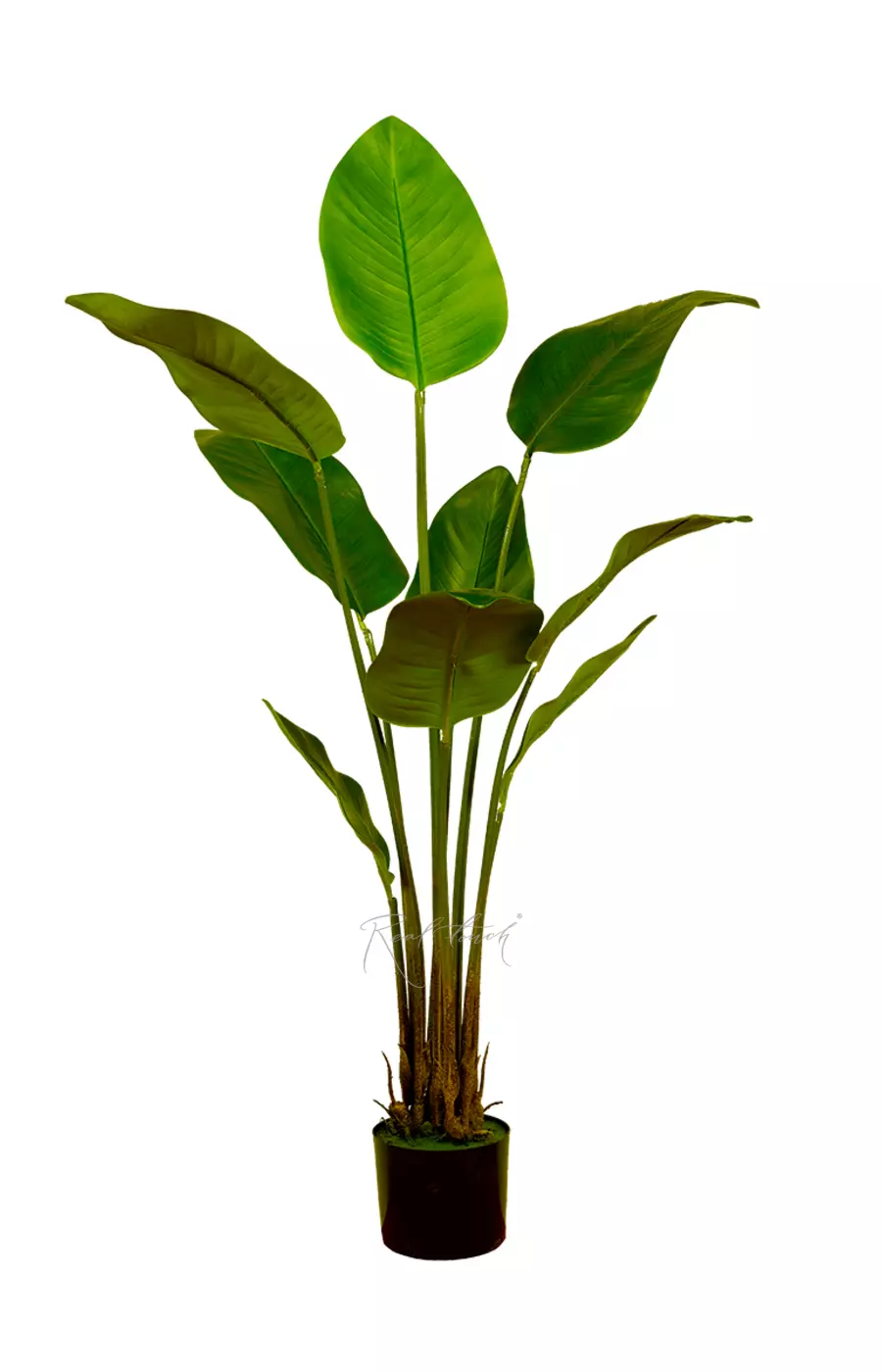 Куст стрелиции Николая 130 см - Зеленый