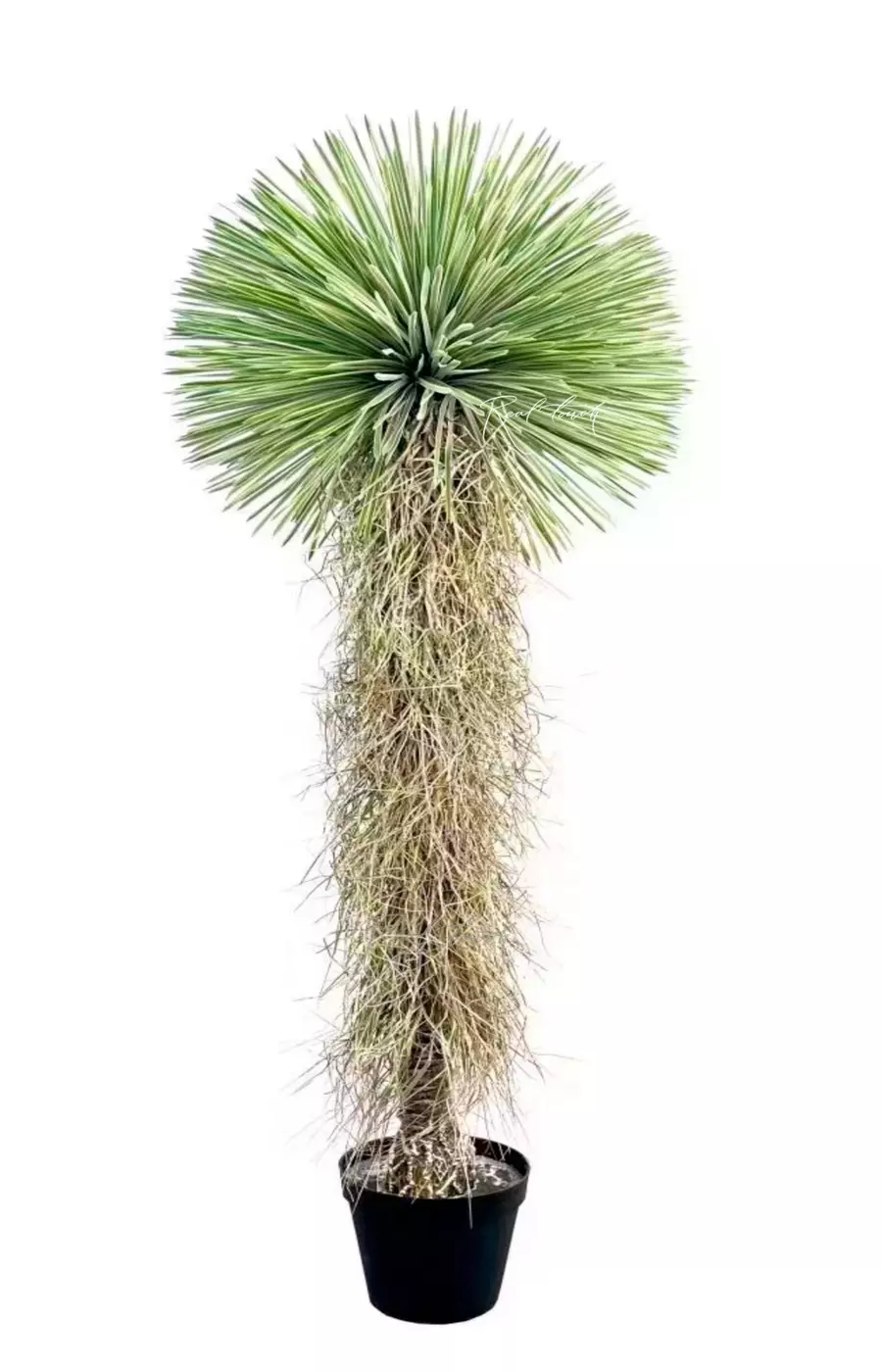 Юкка клювовидная 210см в кашпо - Зеленый