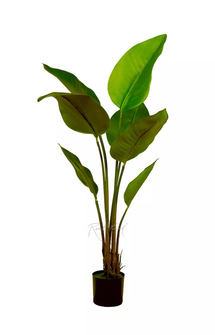 Куст стрелиции Николая 108 см - Зеленый