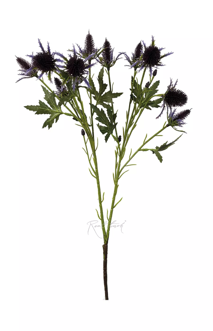 Эрингиум Супер Нова - Темно-фиолетовый