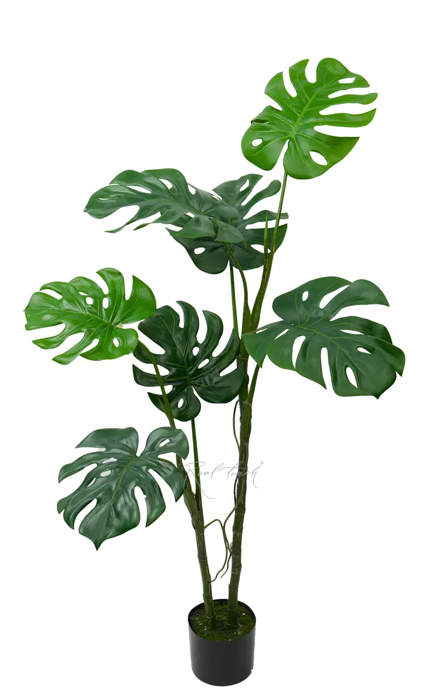 Монстера лиана 130 см в кашпо - Зеленый