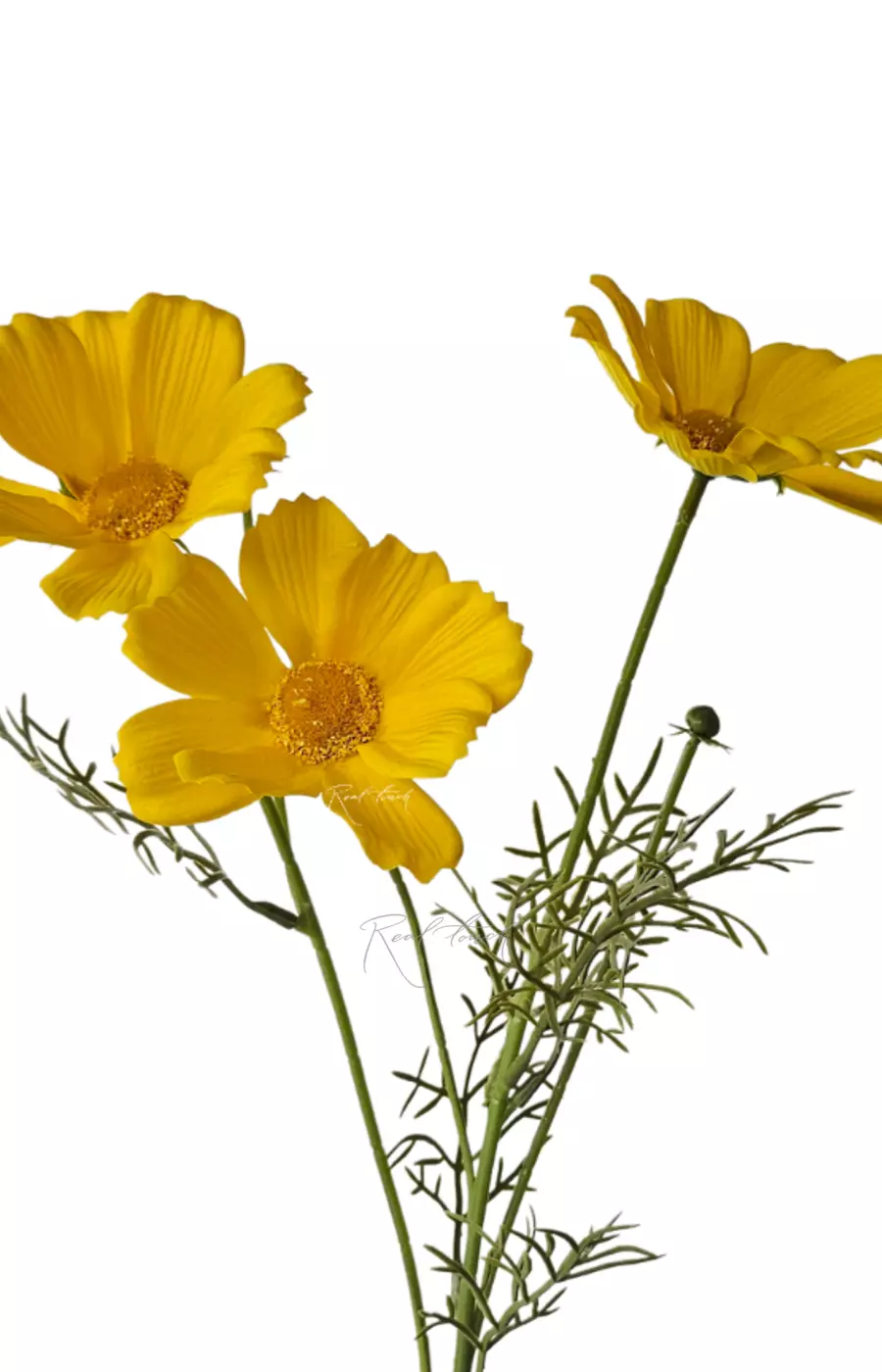 Космея 50 см - Желтый