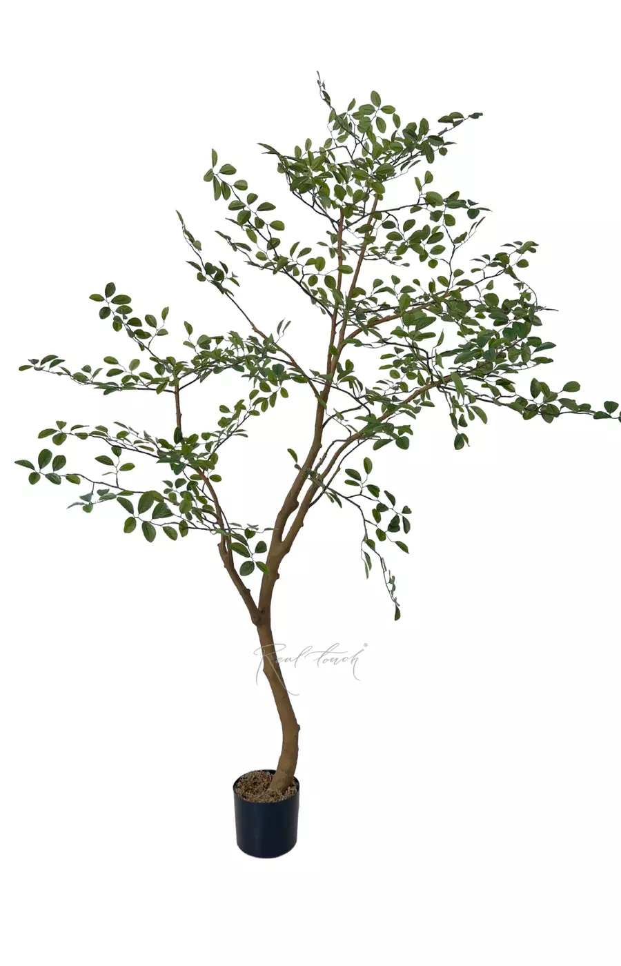 Дерево Миррайя 200 см в кашпо - Зеленый