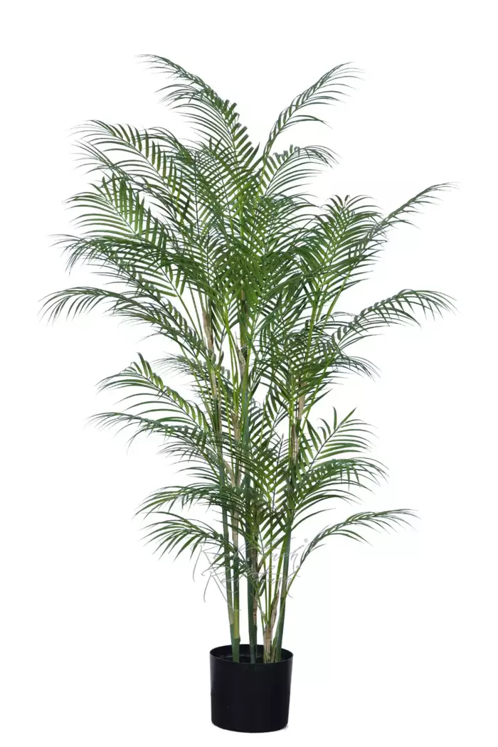 Арека высокая 150см в кашпо - Зеленый