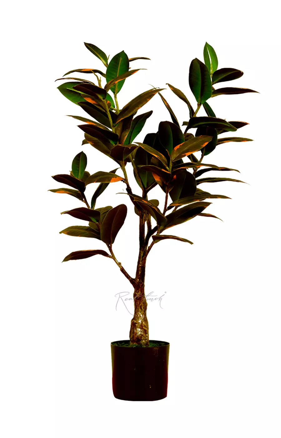 Фикус Эластика Мелани 75см - Розово-зеленый