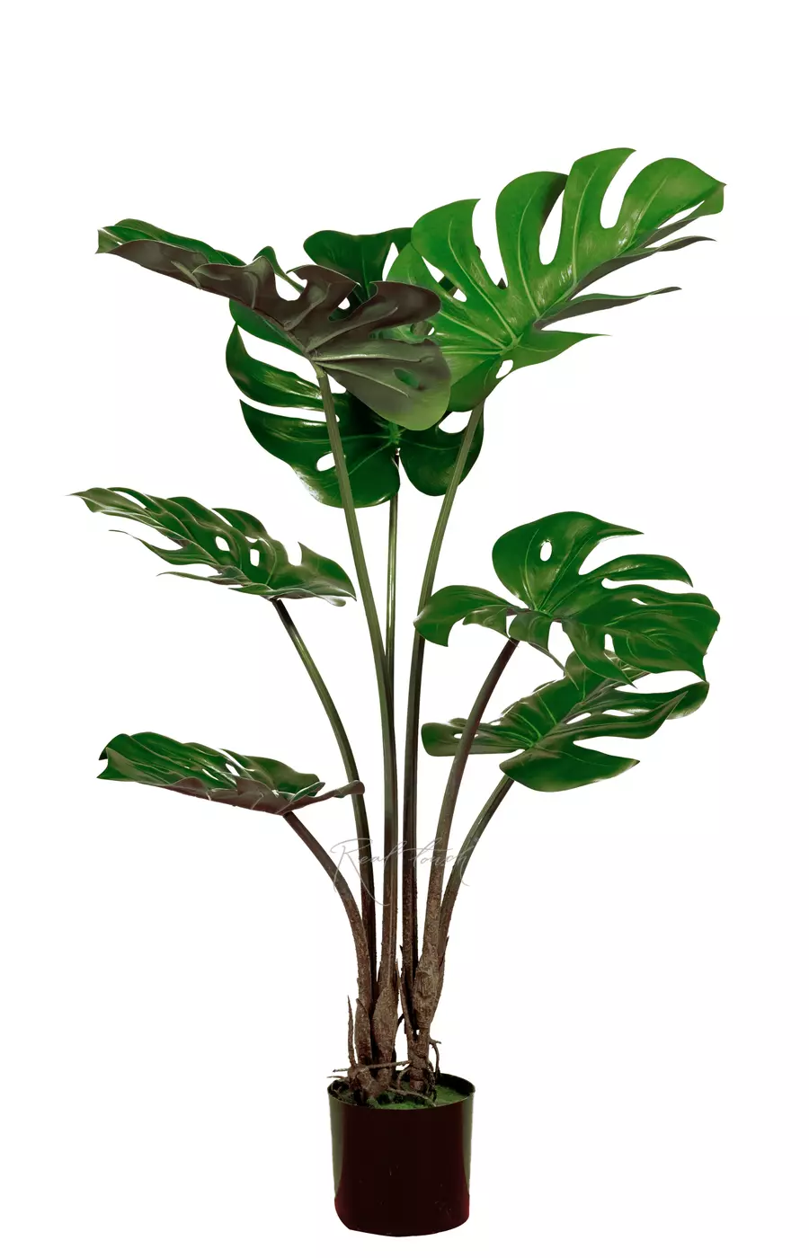 Куст Монстеры 100 см в кашпо - Зеленый