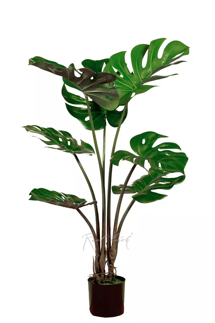 Куст Монстеры 100 см в кашпо - Зеленый