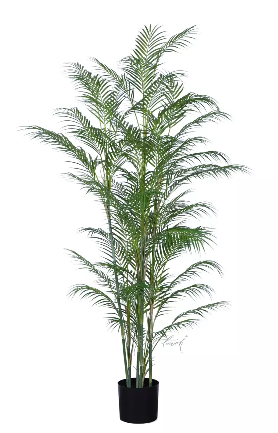 Арека высокая 180см в кашпо - Зеленый